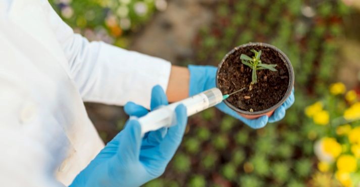 Benefits of CRISPR in Agriculture