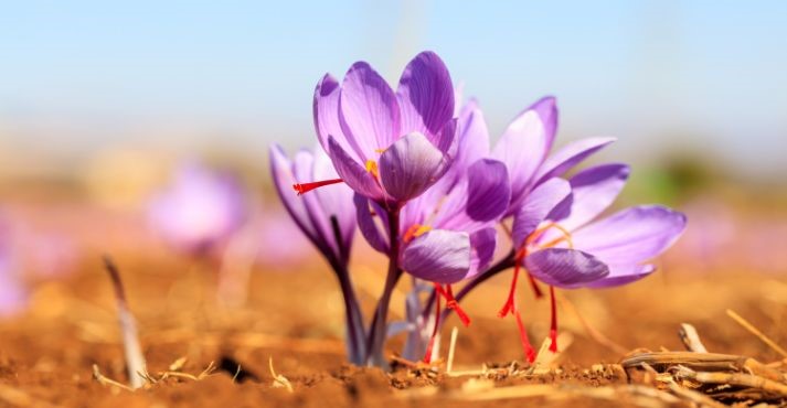 innovations in saffron market