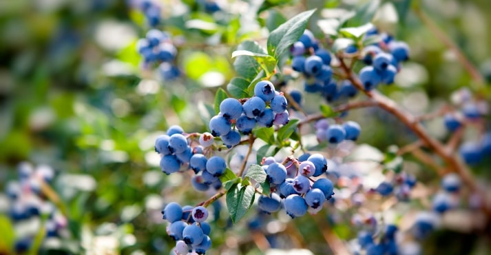 Blueberries