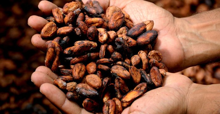 cocoa beans