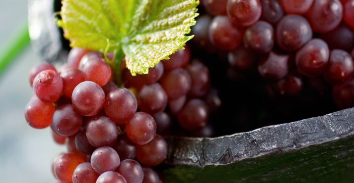 champagne grapes champagne grapes