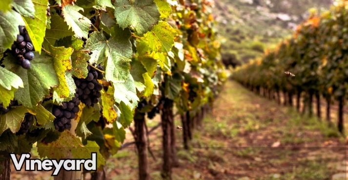 what-is-a-vineyard