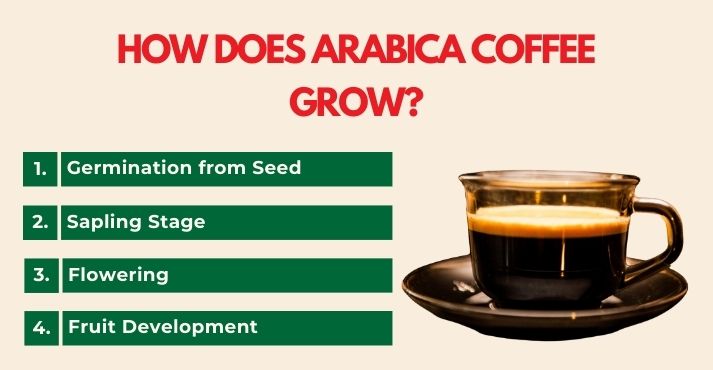 how-does-arabica-coffee-grow