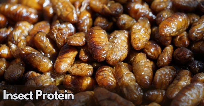 what-is-insect-protein-and-why-it-matters