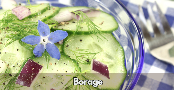Borage