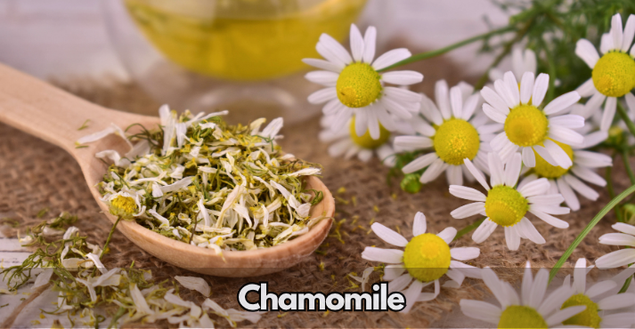 Chamomile