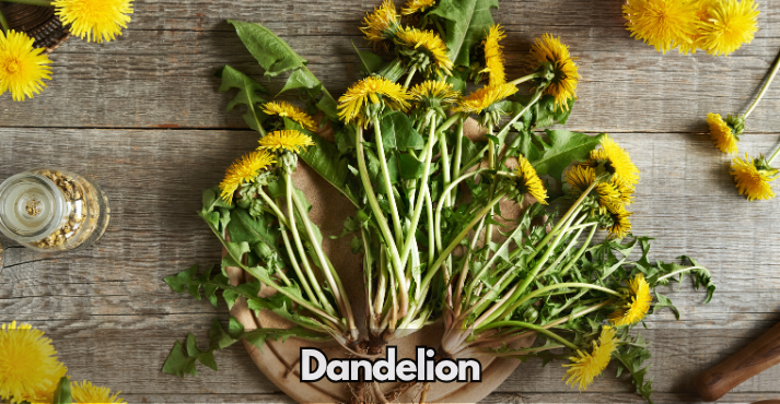 Dandelion