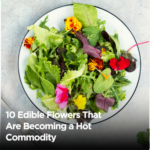Edible Flowers