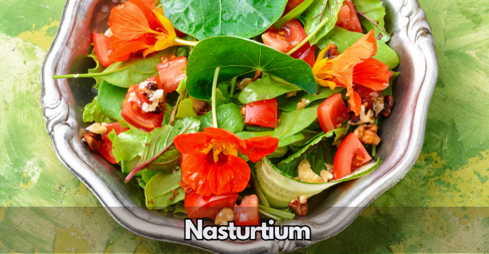 Nasturtium